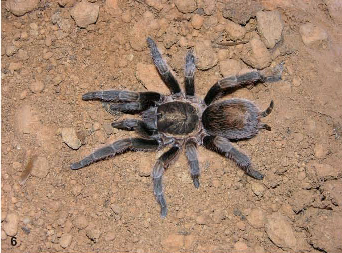 Bonnetina alagoni