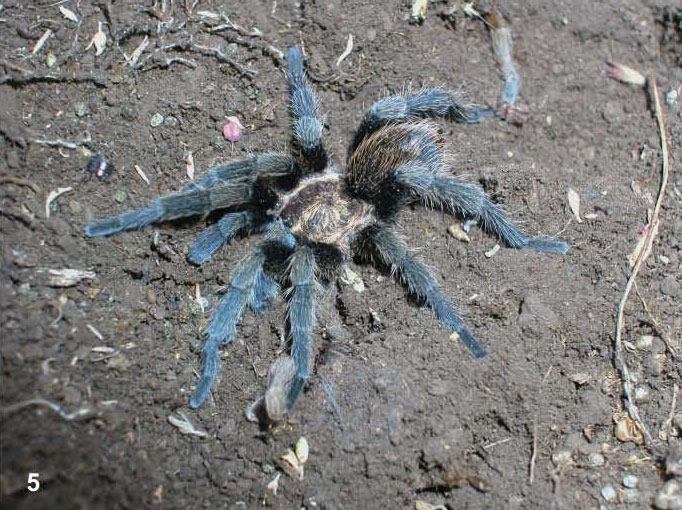 Male