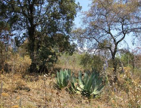 Habitat