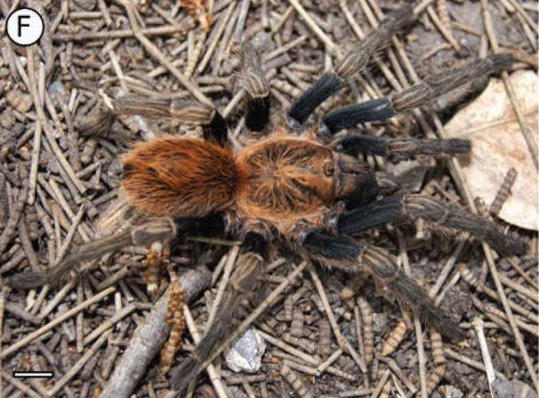 Bonnetina hijmenseni