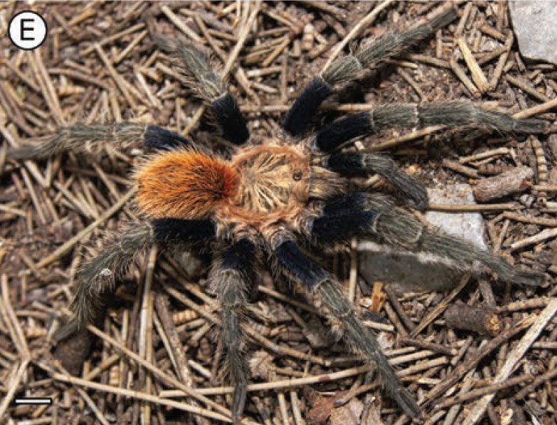 Male