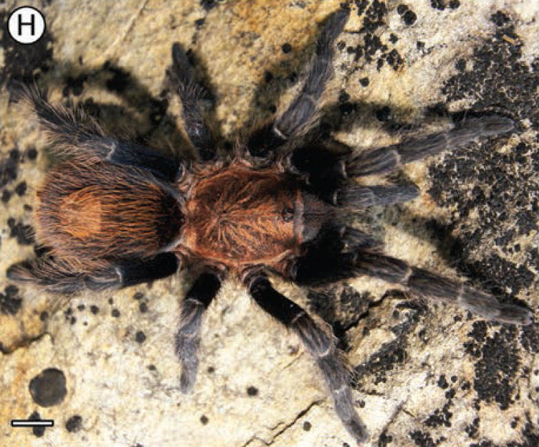 Bonnetina julesvernei