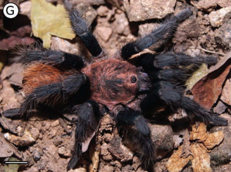 Male