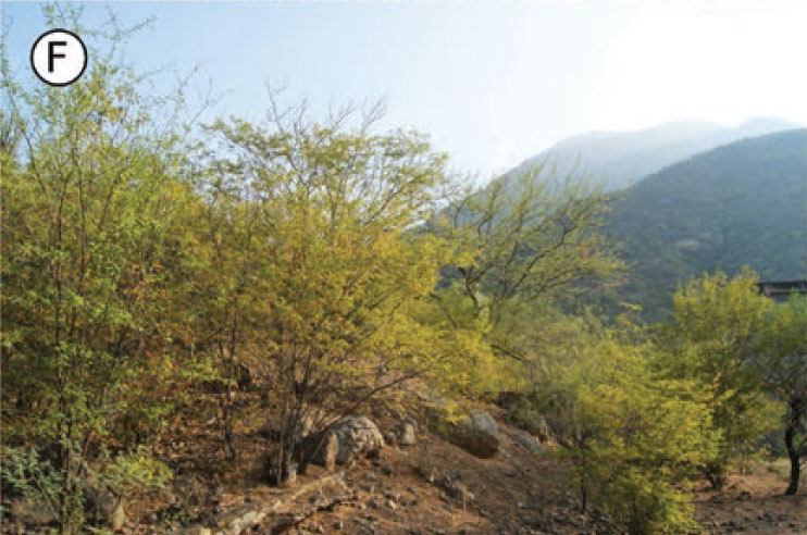 Habitat