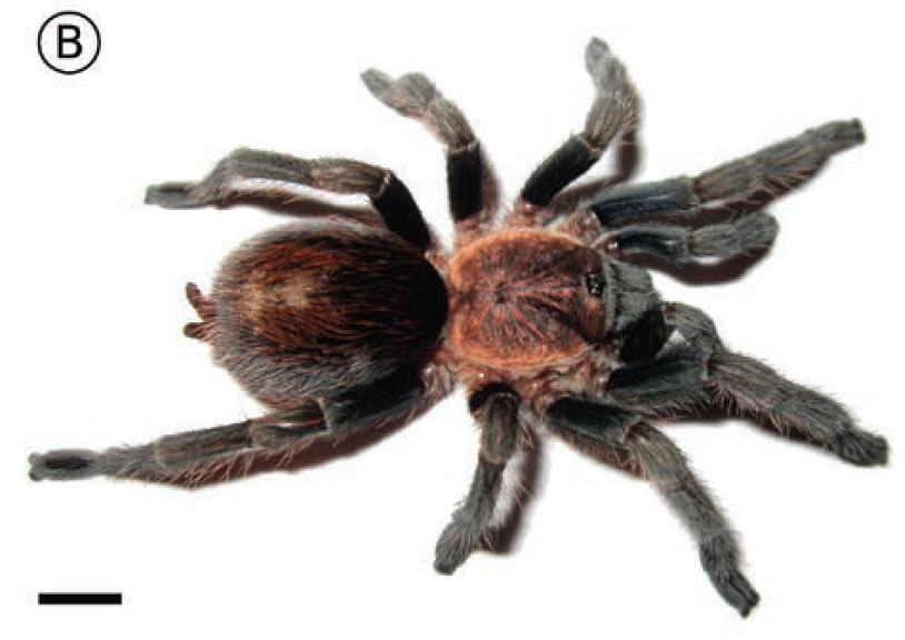 Bonnetina malinalli