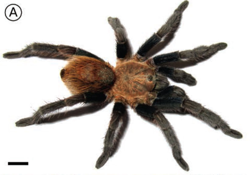 Male