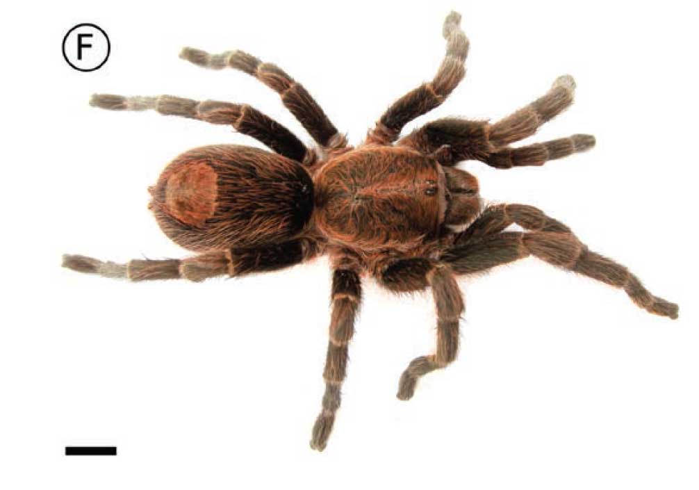 Bonnetina megagyna