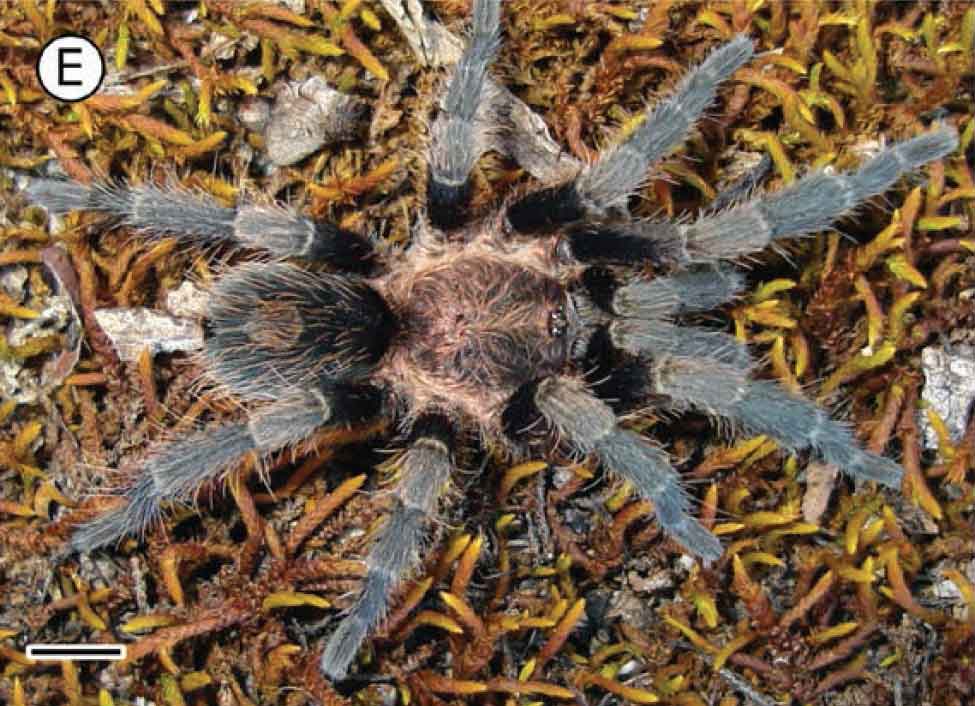 Male