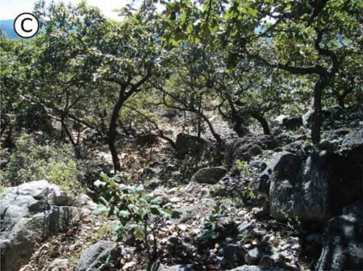 Habitat