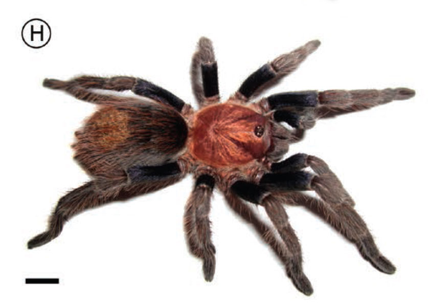 Bonnetina minax