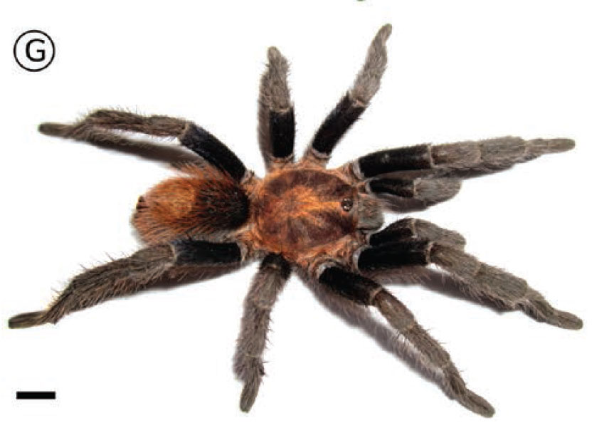 Male