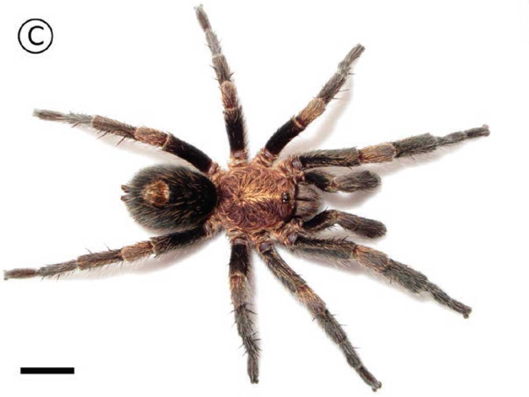 Bonnetina flammigera