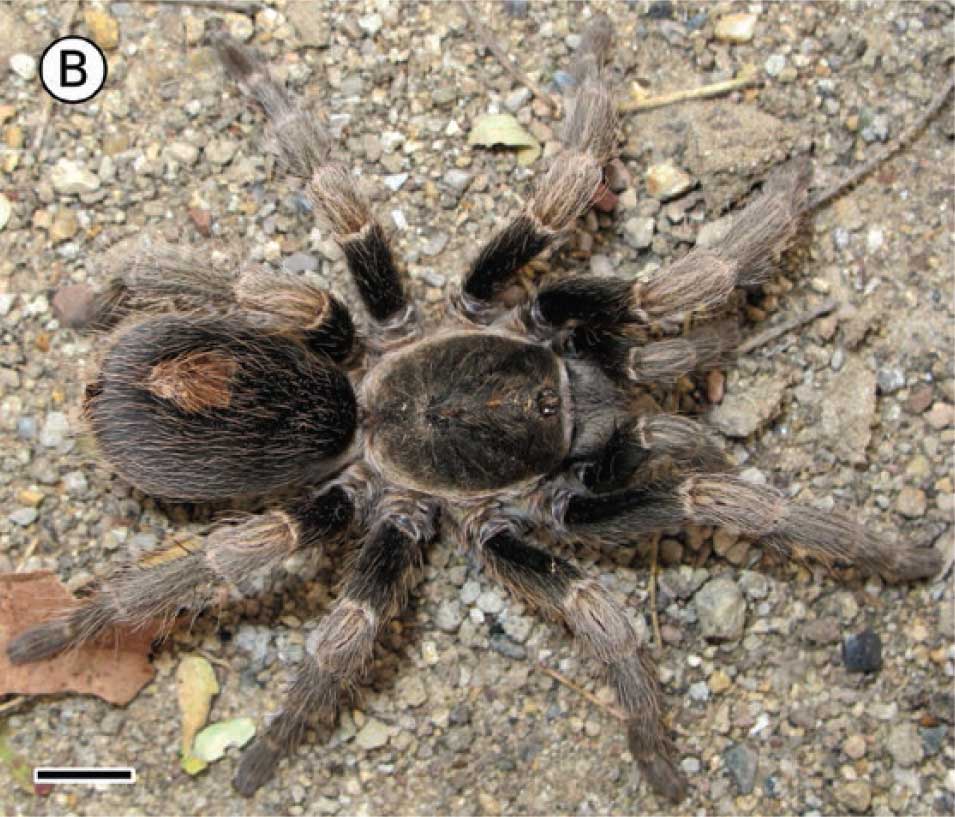 Bonnetina tindoo