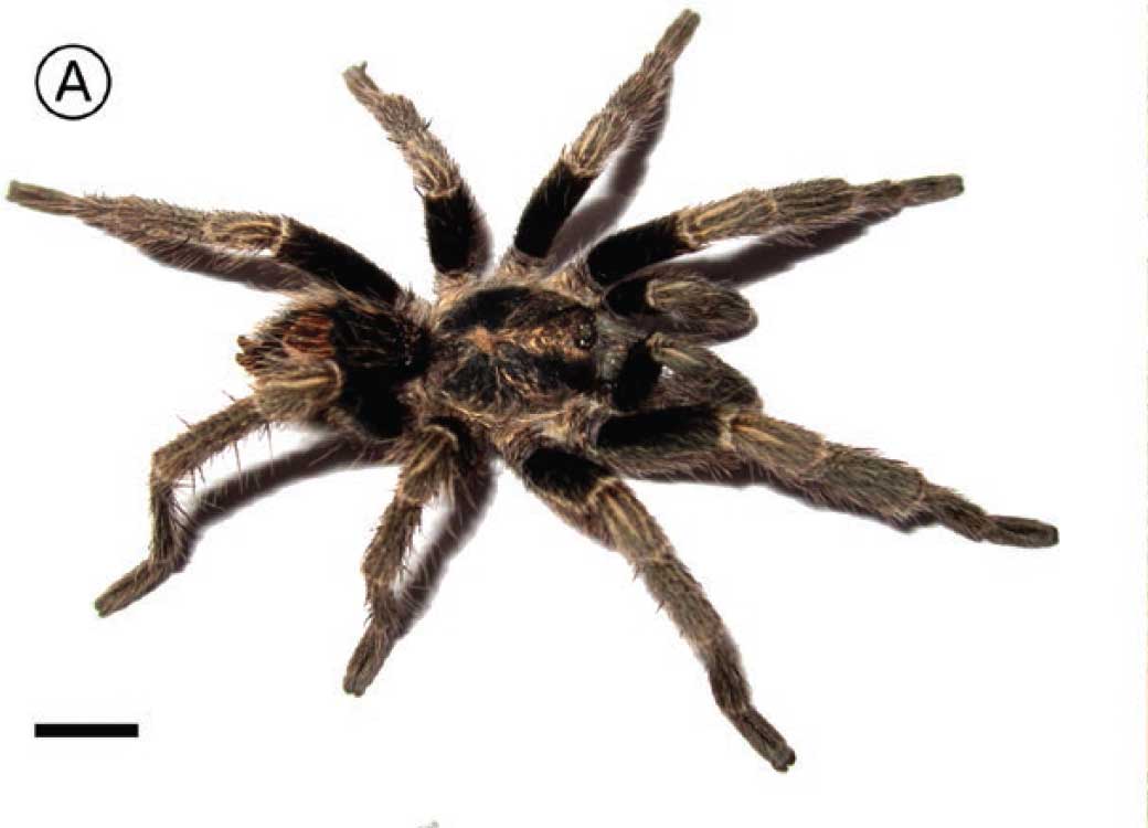Male