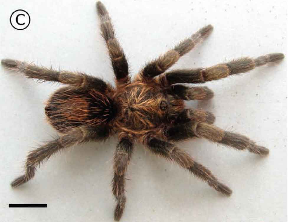 Male