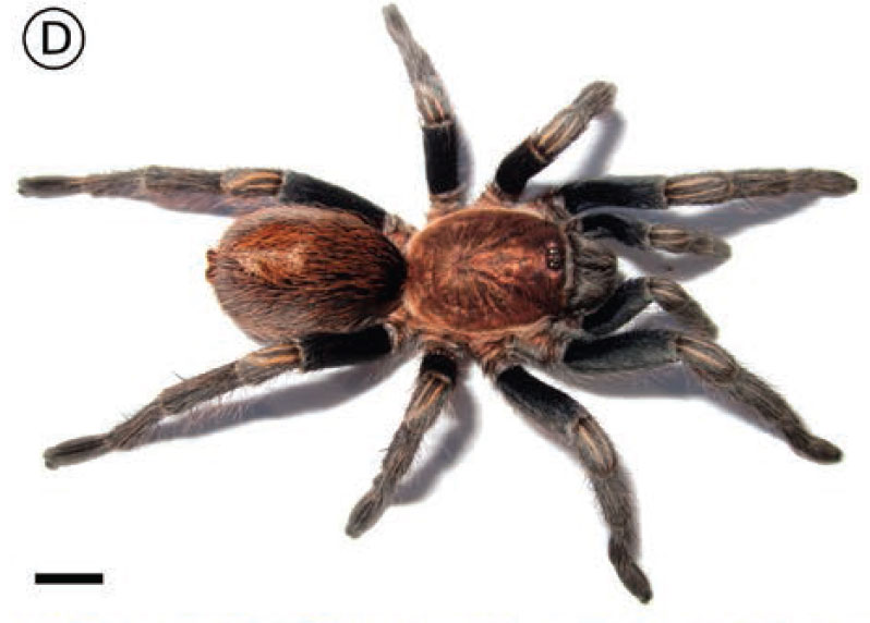 Bonnetina vittata