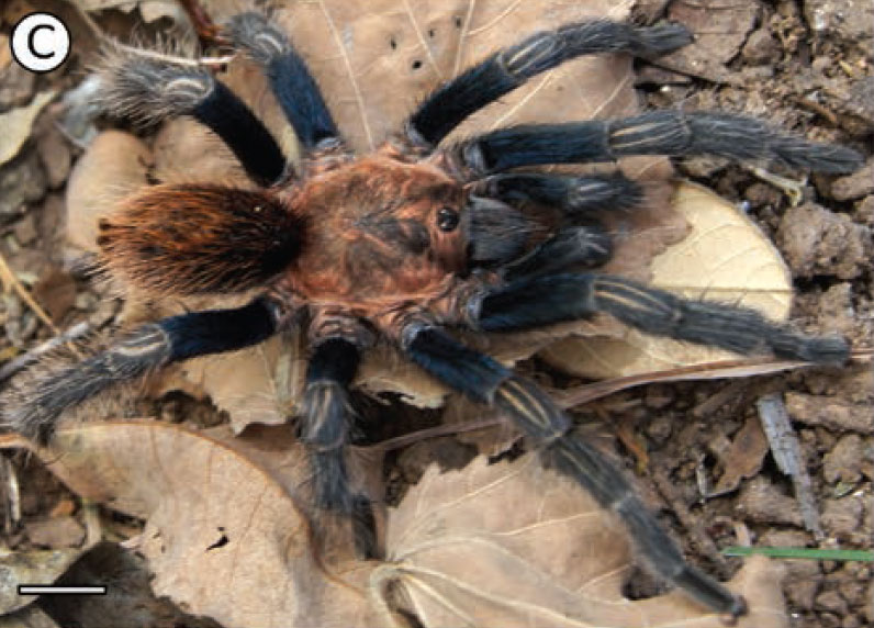Male
