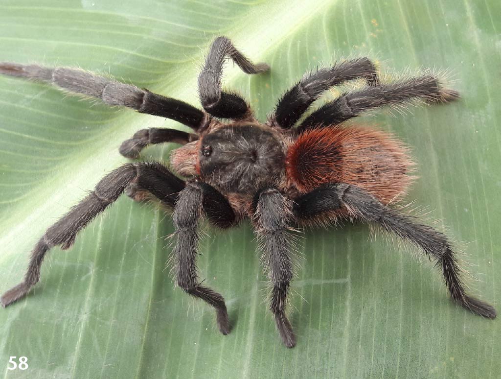 Bumba humilis