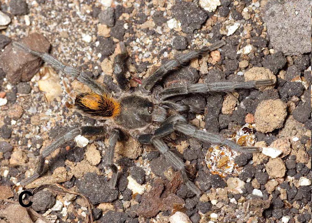 Male