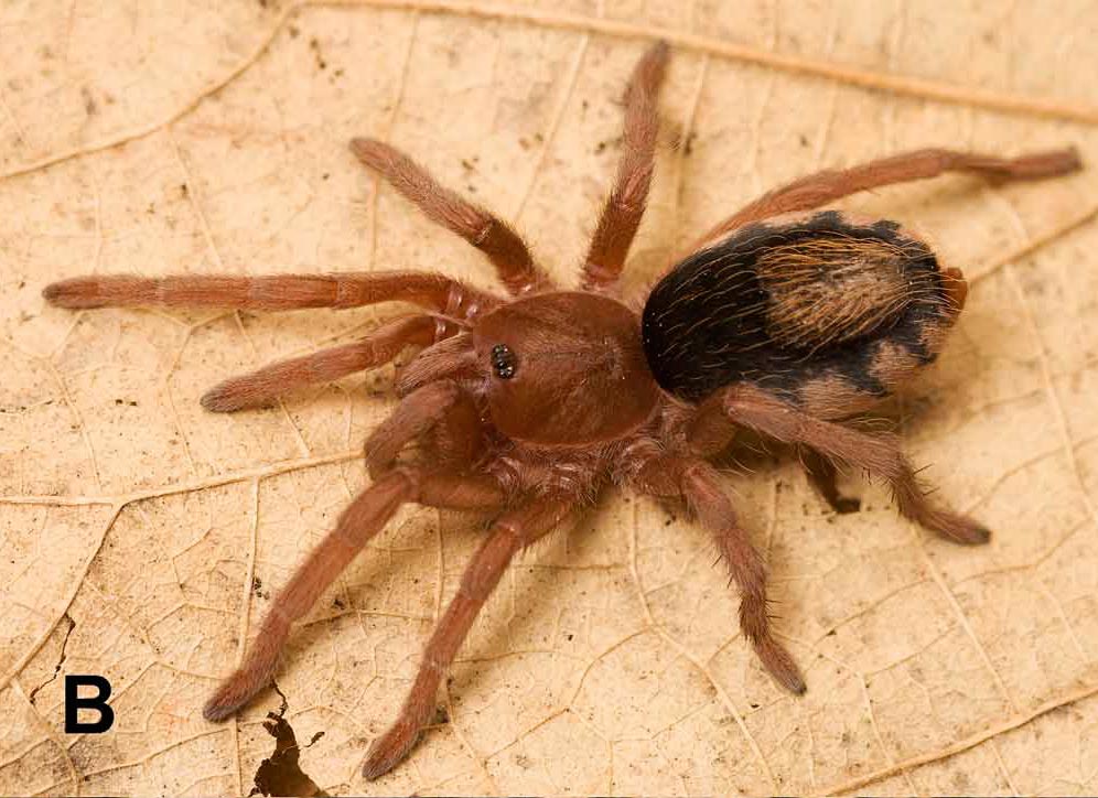 Catanduba tuskae