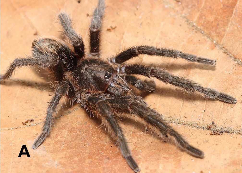 Male