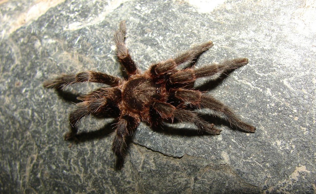 Male