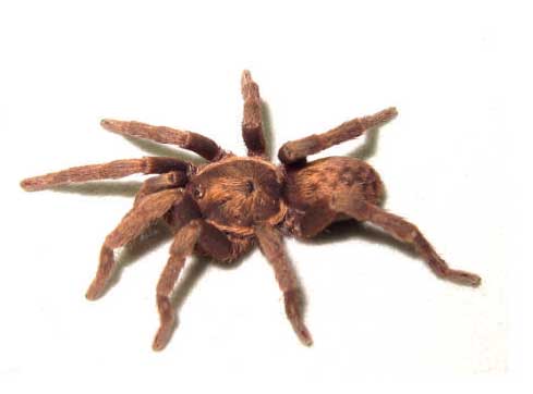Male