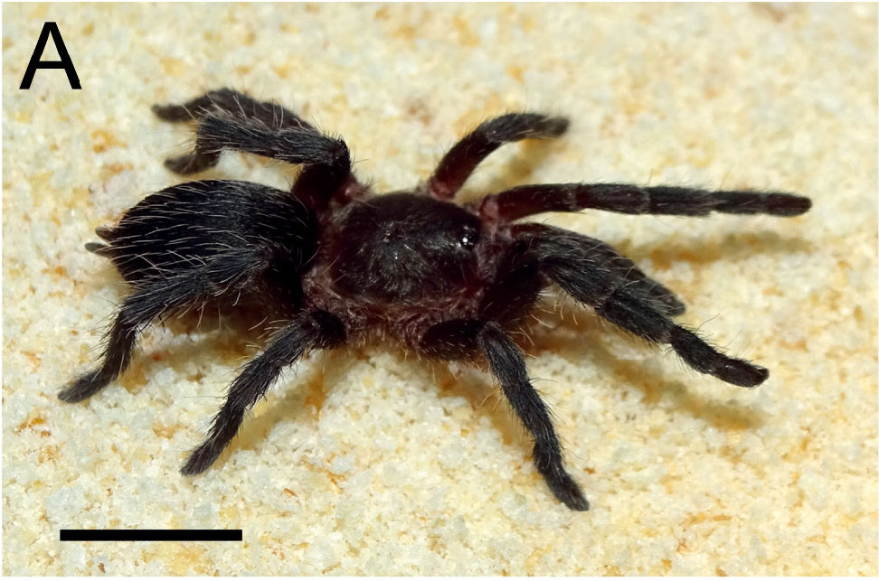 Male