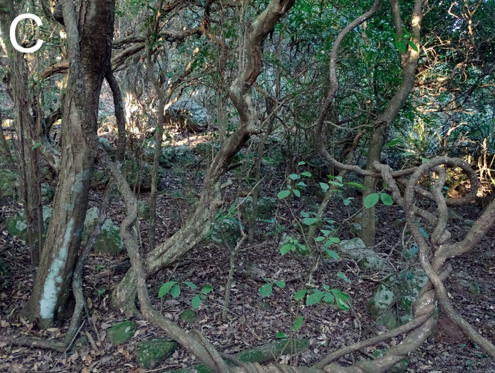 Habitat