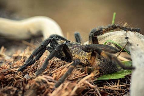 Ceratogyrus attonitifer