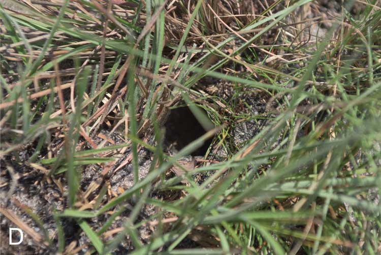 Burrow