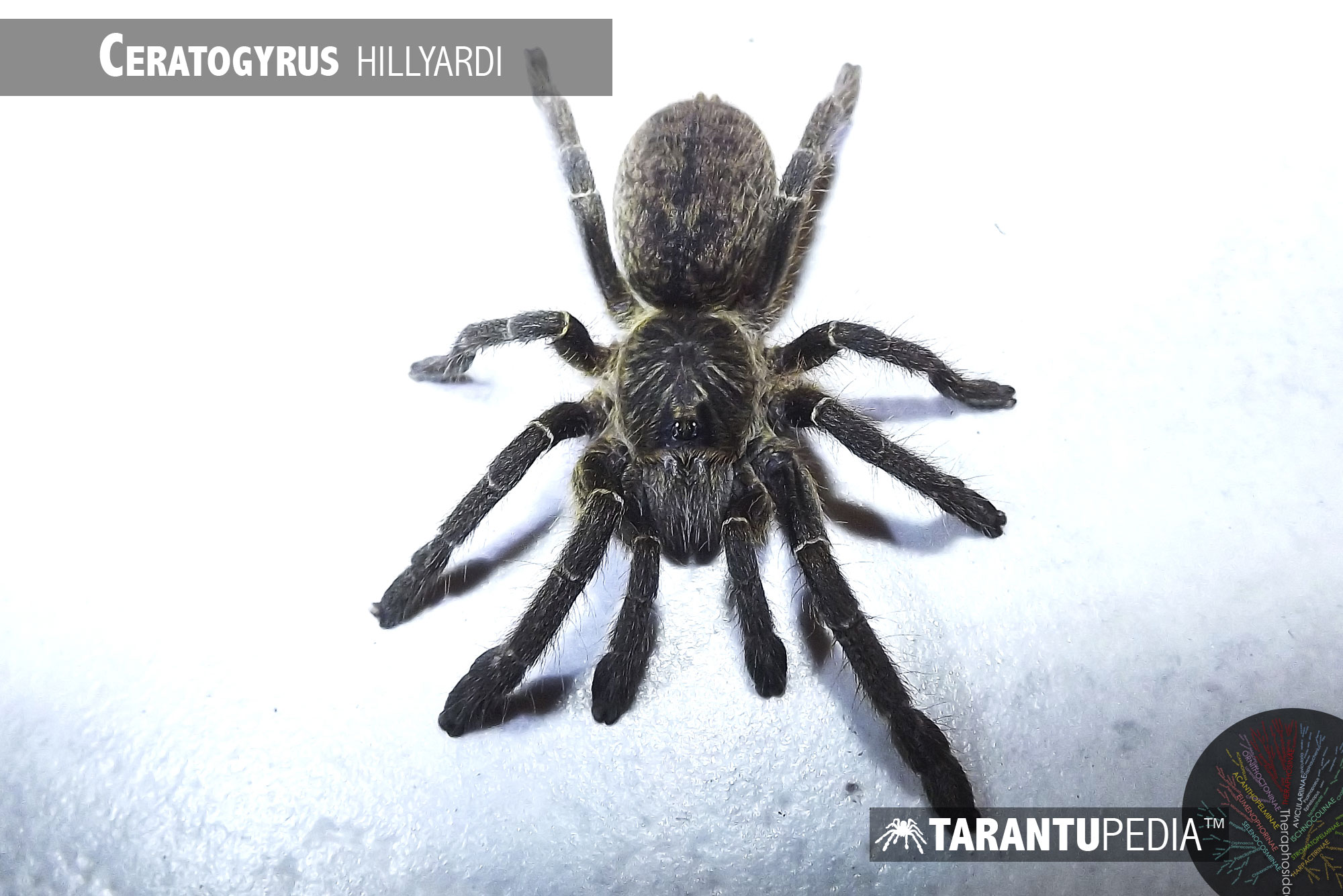 Ceratogyrus hillyardi