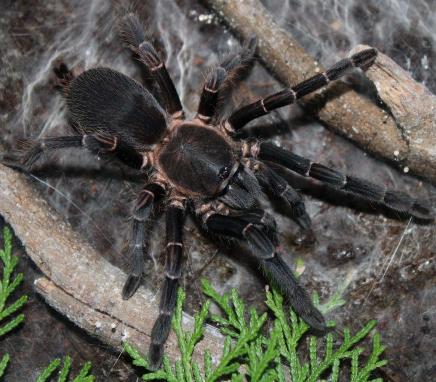 Chilobrachys assamensis