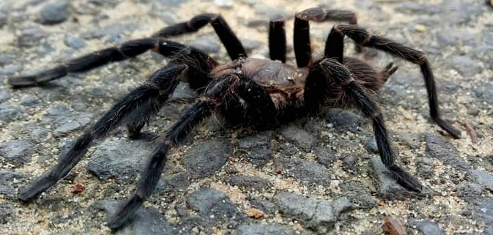 Male