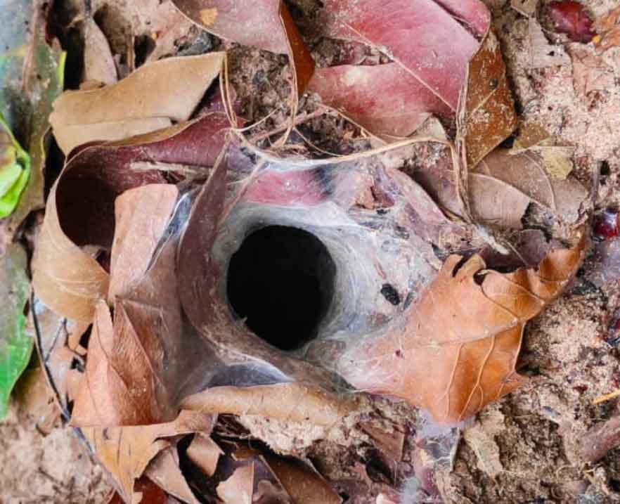 Burrow