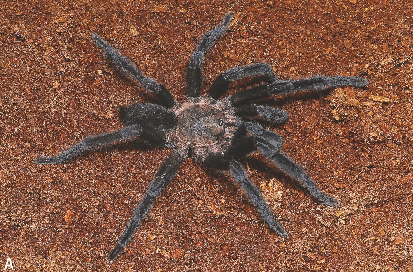 Chilobrachys dominus