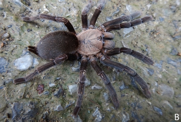 Chilobrachys hubei