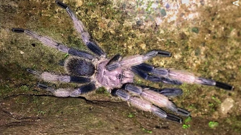 Male