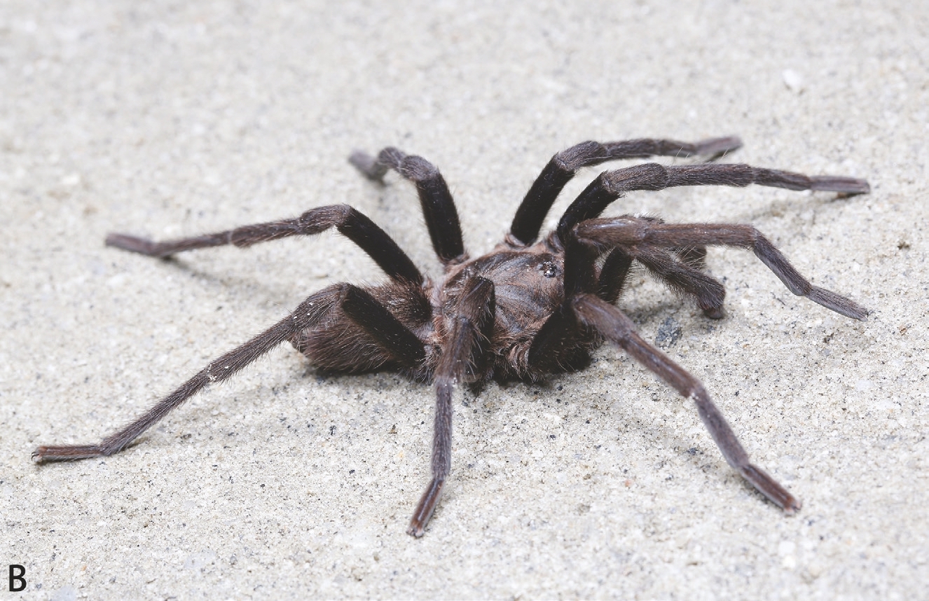 Chilobrachys jinchengi