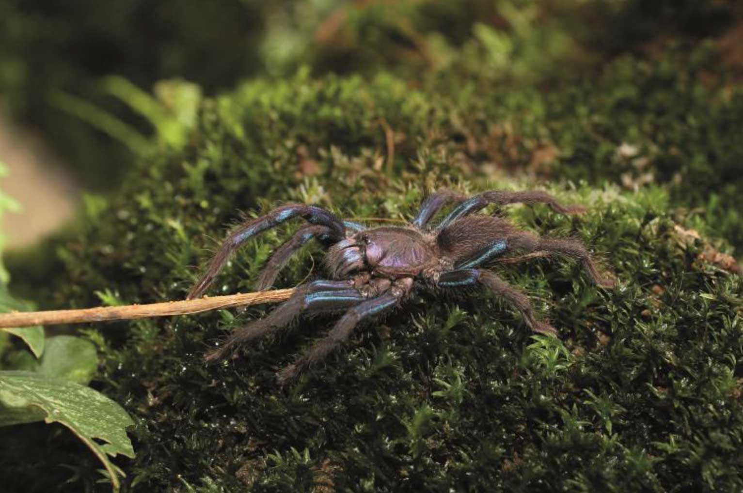 Chilobrachys jonitriantisvansickleae 