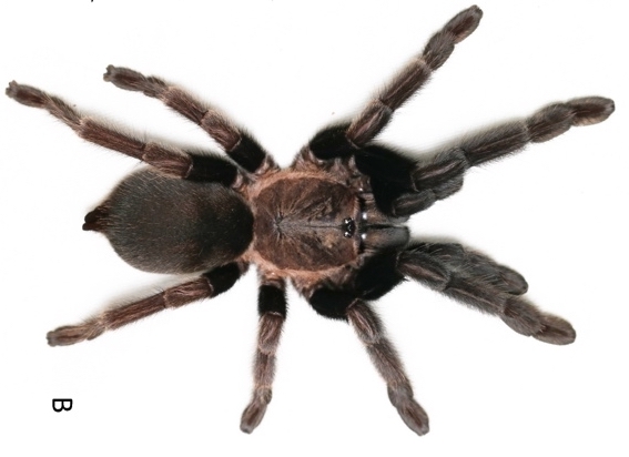 Chilobrachys lubricus