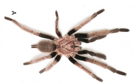 Male