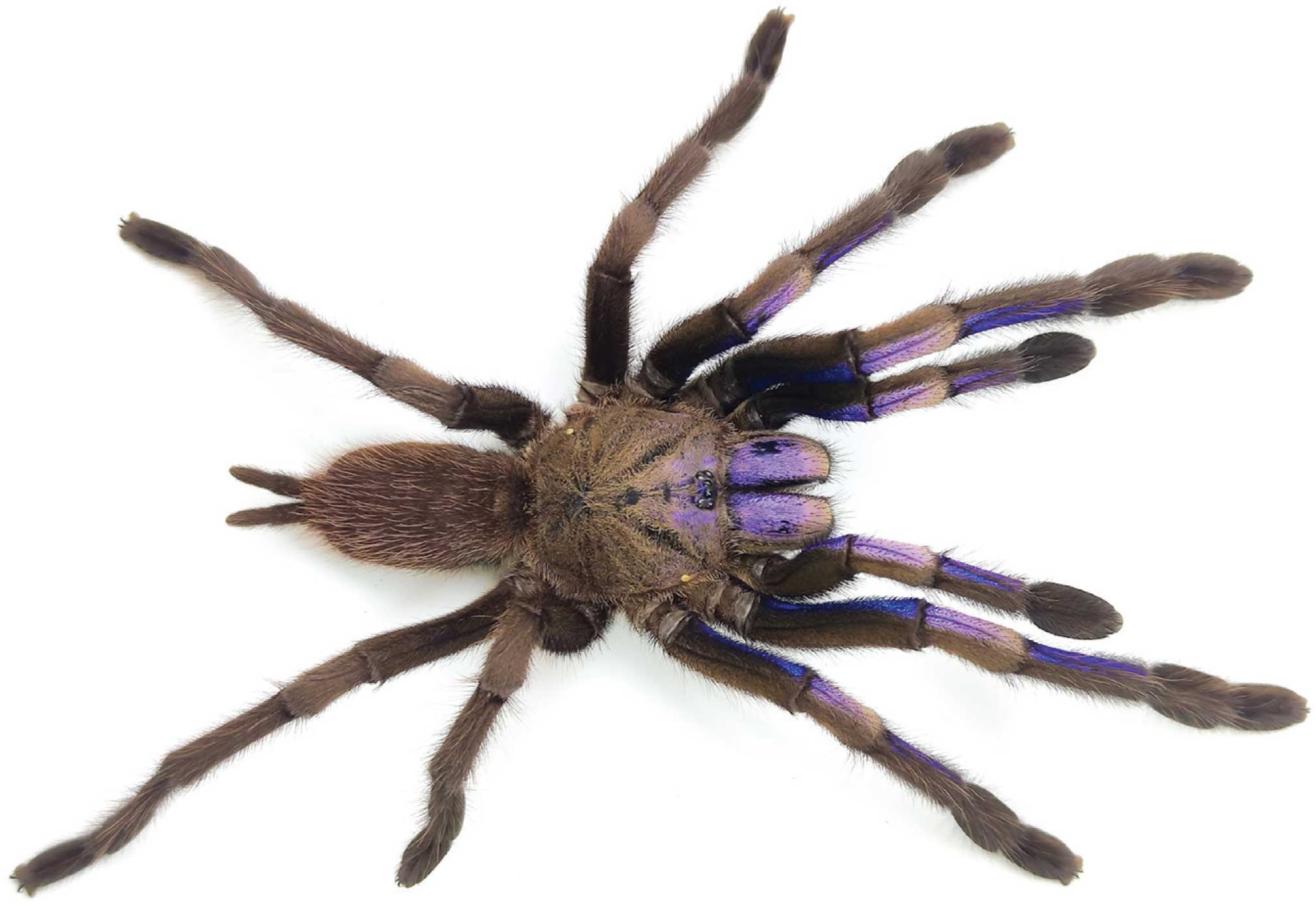 Chilobrachys natanicharum
