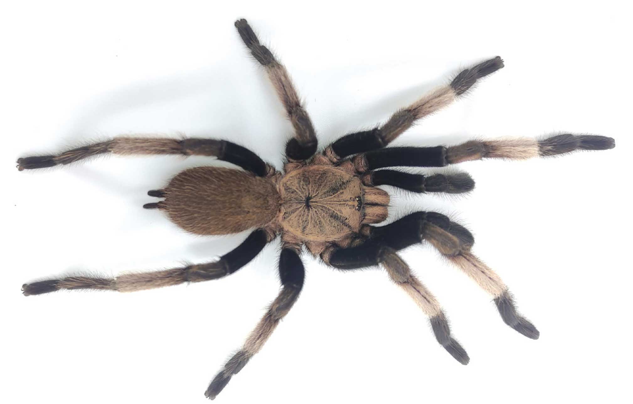 Male