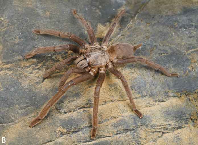 Chilobrachys qishuoi