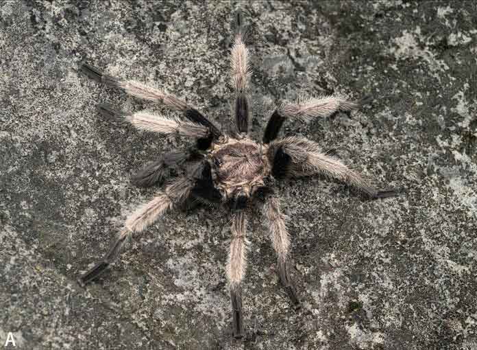 Male