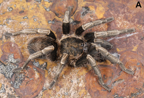 Chinchaysuyu spinosa