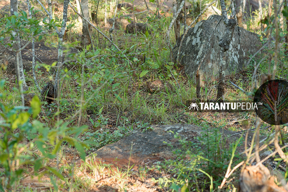 Habitat