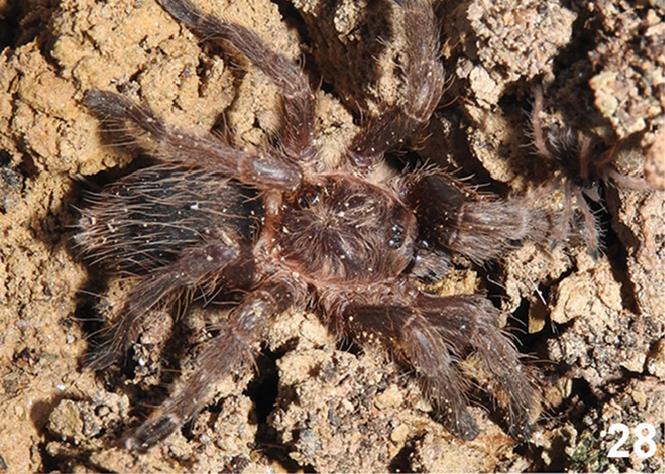 Dolichothele bolivianum