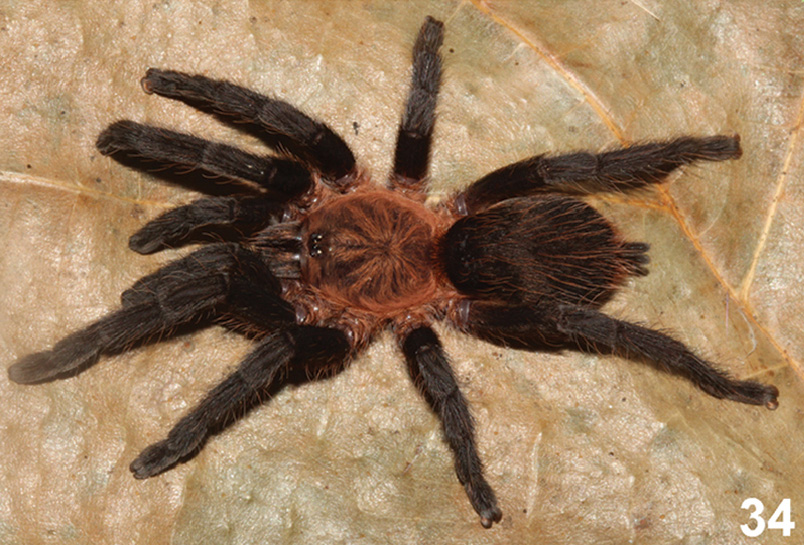 Dolichothele camargorum